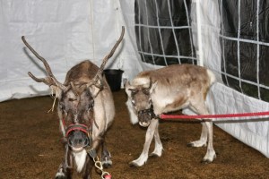 Reindeers arrive in Shard End.